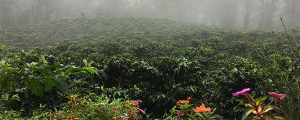 Coffee plants on a misty slope