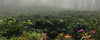 Coffee plants on a misty slope